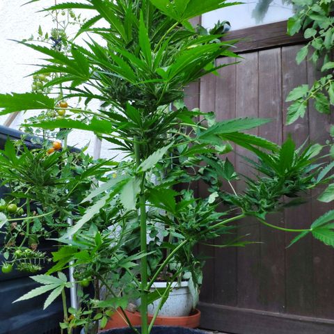 Purple Haze Auto  growlog timeline photo