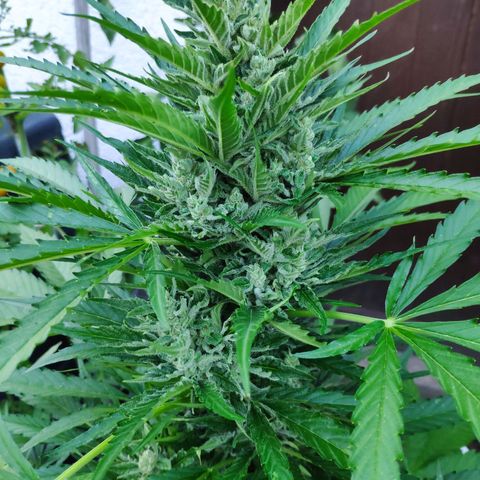Purple Haze Auto  growlog timeline photo