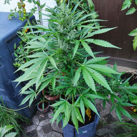 Purple Haze Auto  growlog timeline photo