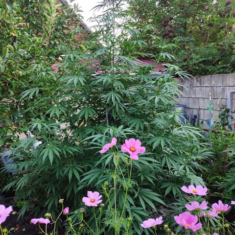 Purple Cookie Kush Sensi Seeds  growlog timeline photo