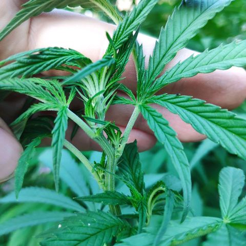 Purple Cookie Kush Sensi Seeds  growlog timeline photo