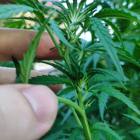 Purple Cookie Kush Sensi Seeds  growlog timeline photo