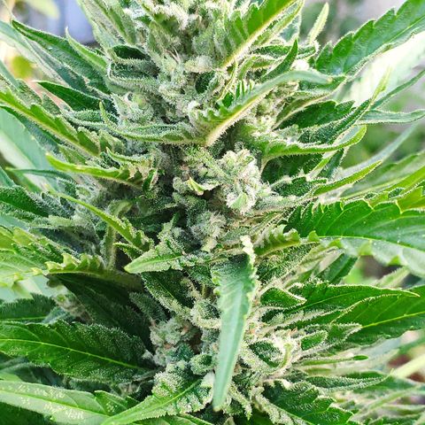 Purple Haze Auto  growlog timeline photo