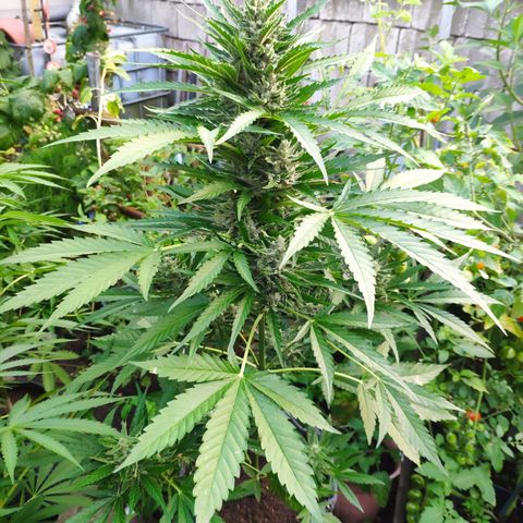 Purple Haze Auto  growlog timeline photo