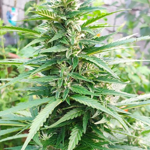 Pineapple Express 2 growlog timeline photo