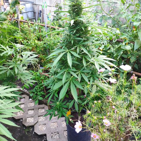 Pineapple Express 2 growlog timeline photo