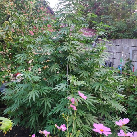 Purple Cookie Kush Sensi Seeds  growlog timeline photo