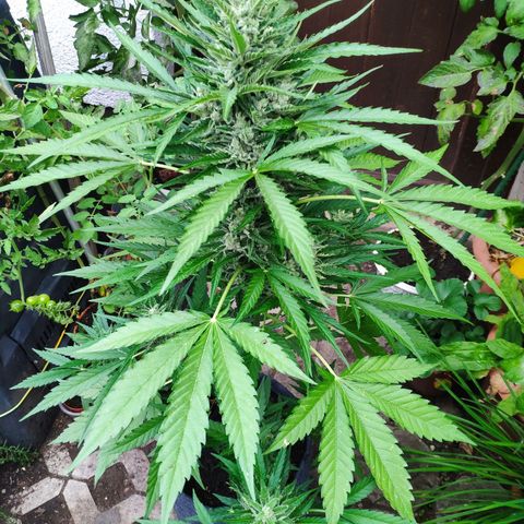 Purple Haze Auto  growlog timeline photo
