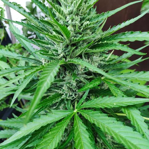 Purple Haze Auto  growlog timeline photo
