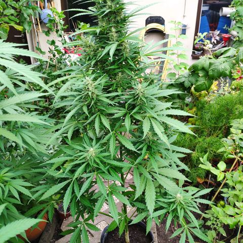 Pineapple Express 2 growlog timeline photo