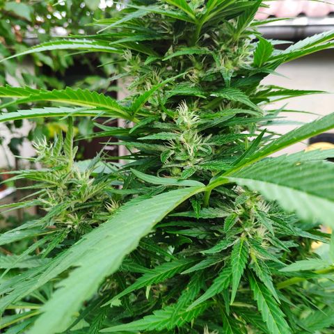 Pineapple Express 2 growlog timeline photo