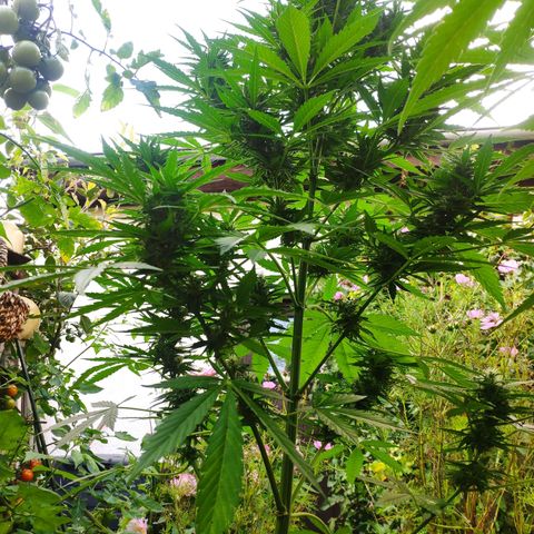 Pineapple Express 2 growlog timeline photo