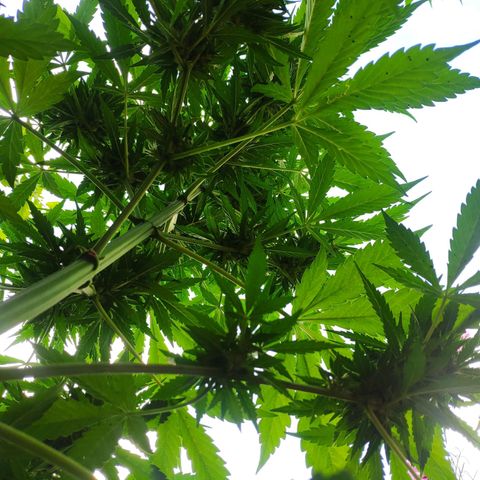 Pineapple Express 2 growlog timeline photo