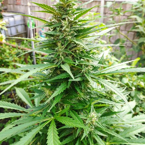 Pineapple Express 2 growlog timeline photo