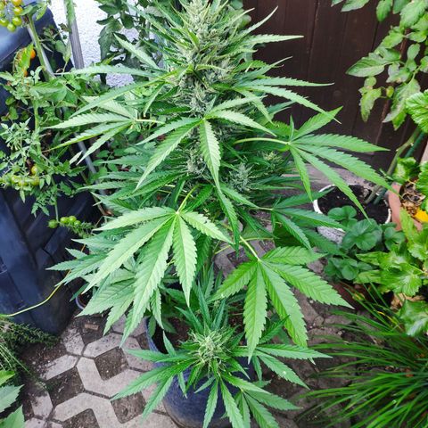 Purple Haze Auto  growlog timeline photo