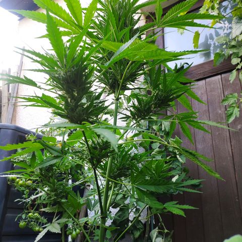 Purple Haze Auto  growlog timeline photo
