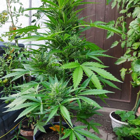 Purple Haze Auto  growlog timeline photo