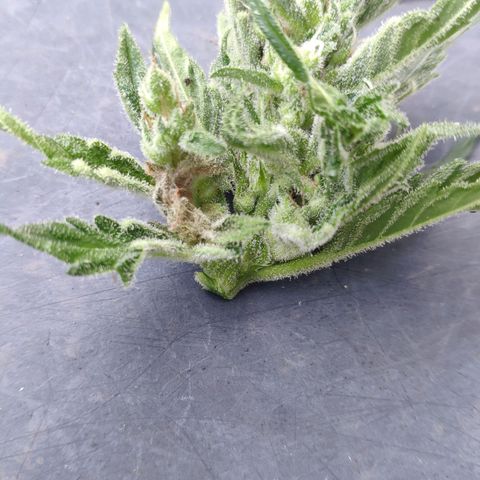 Purple Haze Auto  growlog photo: Blüte entfernt 