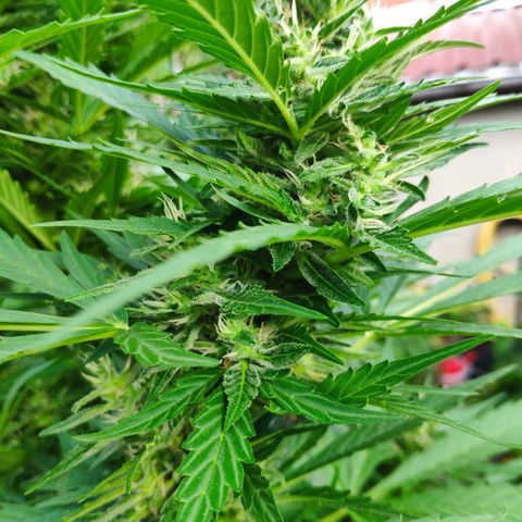 Pineapple Express 2 growlog timeline photo