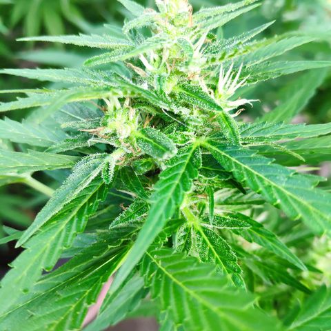 Pineapple Express 2 growlog timeline photo