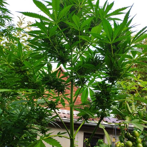 Pineapple Express 2 growlog timeline photo