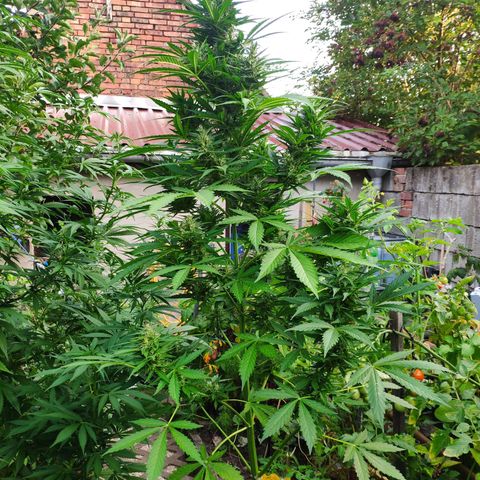 Pineapple Express 2 growlog timeline photo