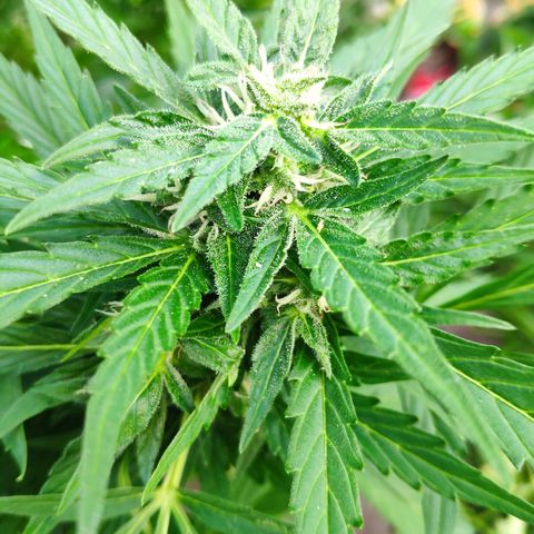Pineapple Express 2 growlog timeline photo