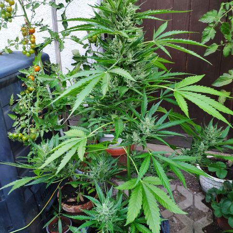 Purple Haze Auto  growlog timeline photo