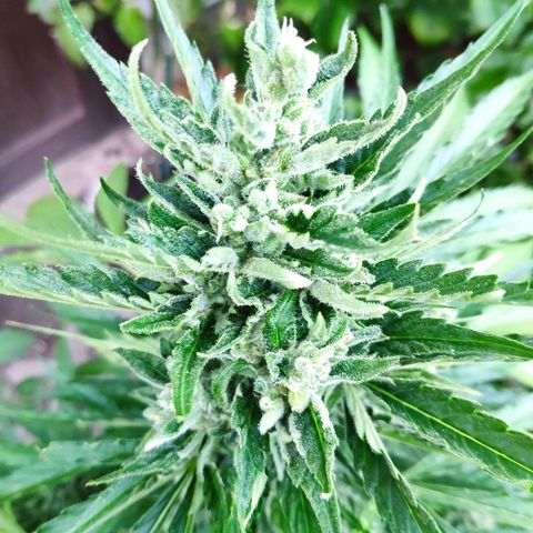 Purple Haze Auto  growlog timeline photo
