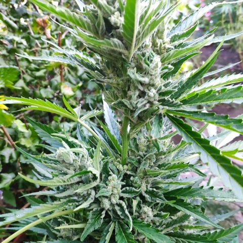 Purple Haze Auto  growlog timeline photo