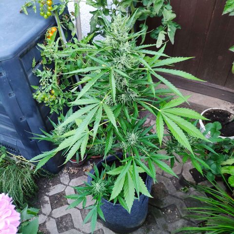 Purple Haze Auto  growlog timeline photo