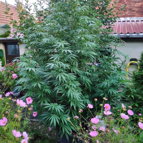 Purple Cookie Kush Sensi Seeds  growlog timeline photo