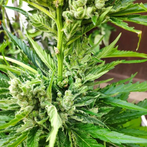 Purple Haze Auto  growlog timeline photo