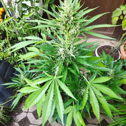 Purple Haze Auto  growlog timeline photo