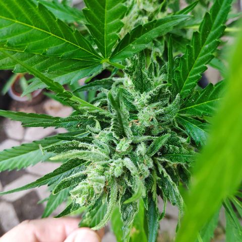 Purple Haze Auto  growlog timeline photo