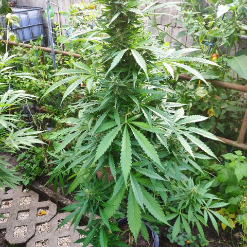 Pineapple Express 2 growlog timeline photo
