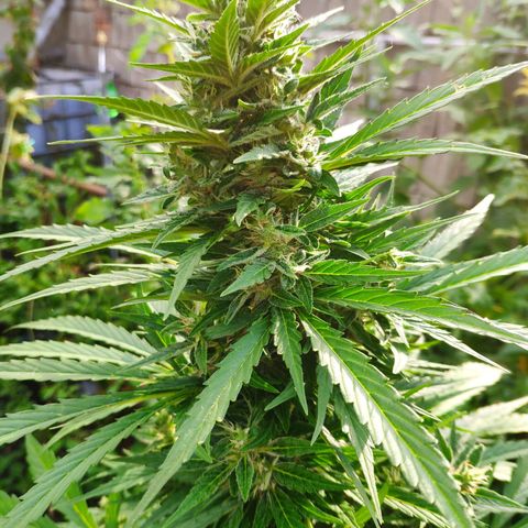 Pineapple Express 2 growlog timeline photo