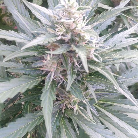 Pineapple Express 2 growlog timeline photo