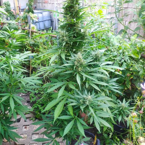 Pineapple Express 2 growlog timeline photo