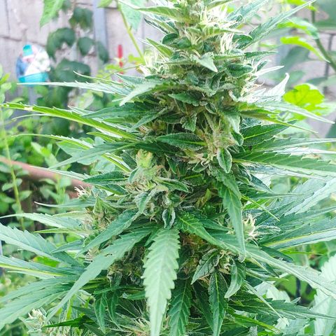 Pineapple Express 2 growlog timeline photo