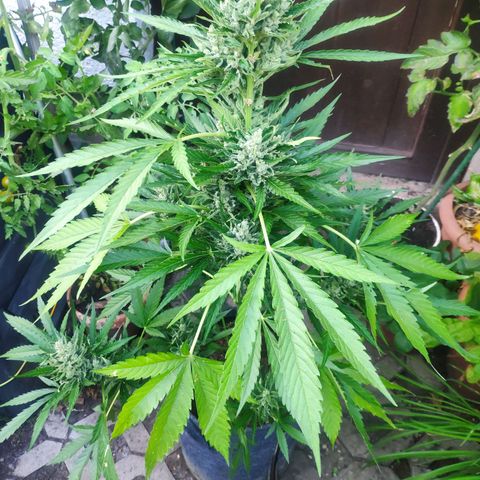 Purple Haze Auto  growlog timeline photo