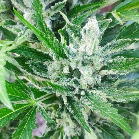 Purple Haze Auto  growlog timeline photo