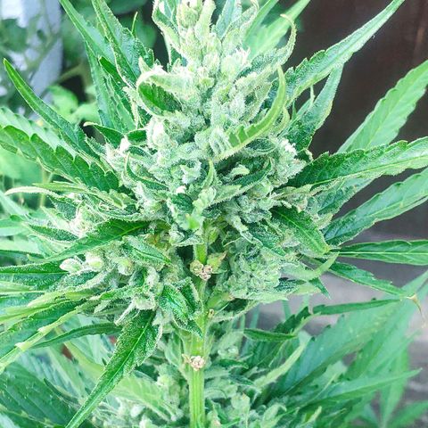 Purple Haze Auto  growlog timeline photo