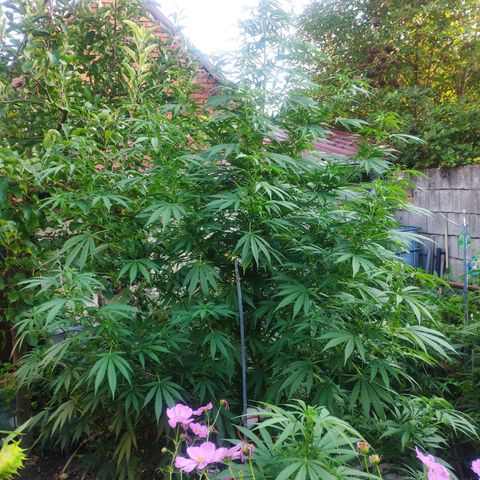 Purple Cookie Kush Sensi Seeds  growlog timeline photo