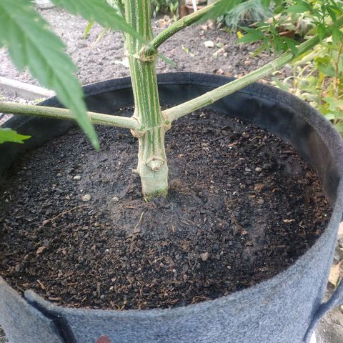 Purple Cookie Kush Sensi Seeds  growlog timeline photo