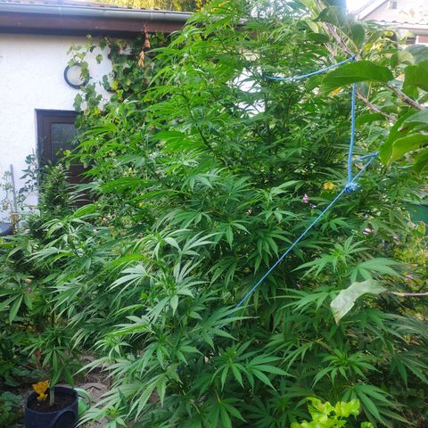 Purple Cookie Kush Sensi Seeds  growlog timeline photo