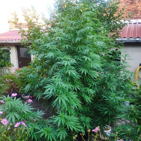 Purple Cookie Kush Sensi Seeds  growlog timeline photo