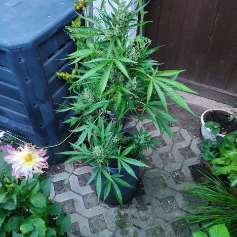 Purple Haze Auto  growlog timeline photo