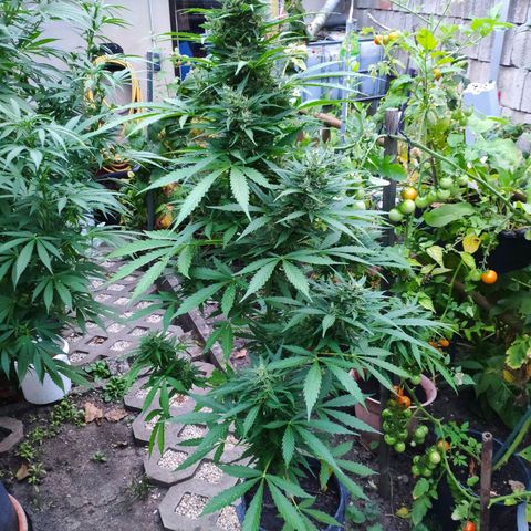 Pineapple Express 2 growlog timeline photo