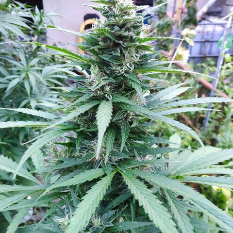 Pineapple Express 2 growlog timeline photo